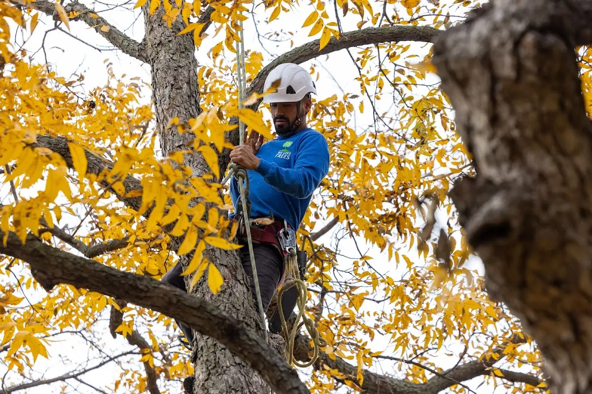 Skilled Tree Trimming crew working in Cuba